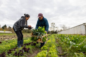 Farm Worker Jobs in the U.K.: Complete Guide to Securing Sponsored Positions – Apply Now